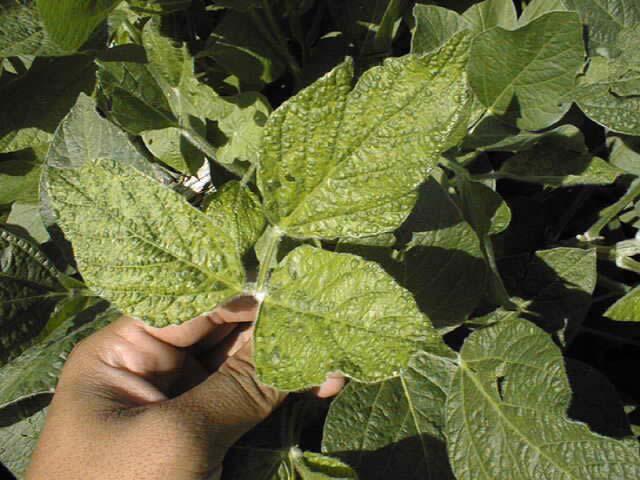 - Generally cause problems on beans less than 12 tall - Feed on main stem near the soil line - Seedling plants my be girdled and die, larger damaged plants