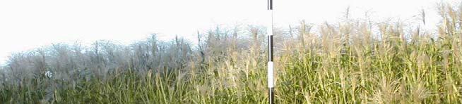fertility Switchgrass Recently Miscanthus, another perennial grass, has been