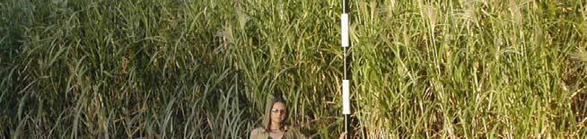 Miscanthus yields greater biomass per acre than switchgrass, which already