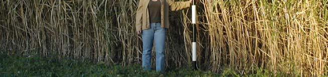 Some estimates show Miscanthus s can yield ~20 tons/acre, as compared to 7-15