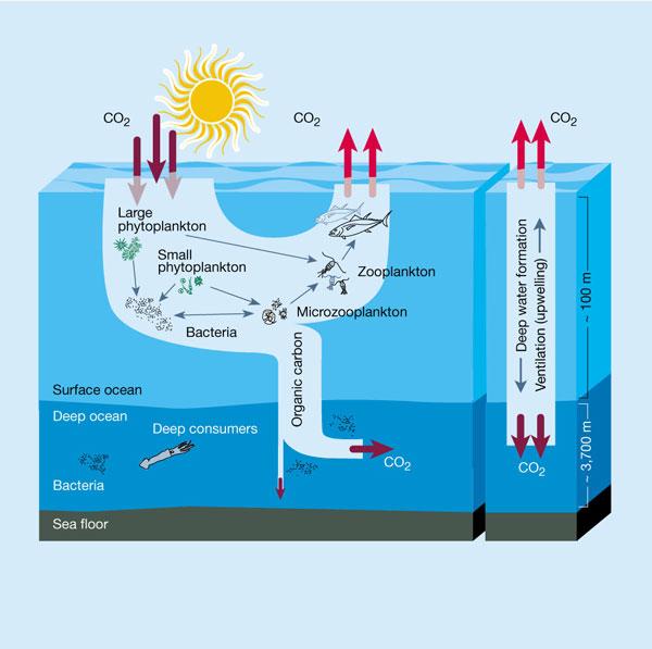 The biological pump Transport of CO 2 from surface to deep water as organic matter and biogenic carbonate Seawater