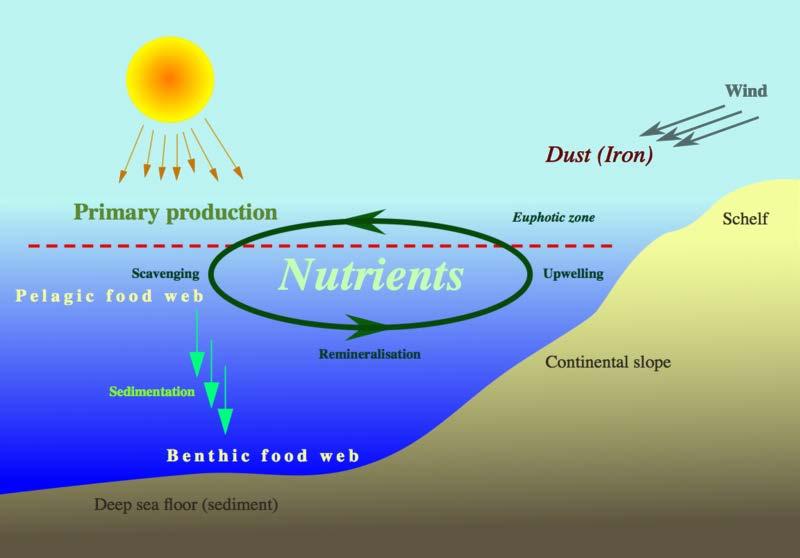 Biolimiting or nutrient elements limiting factor in the