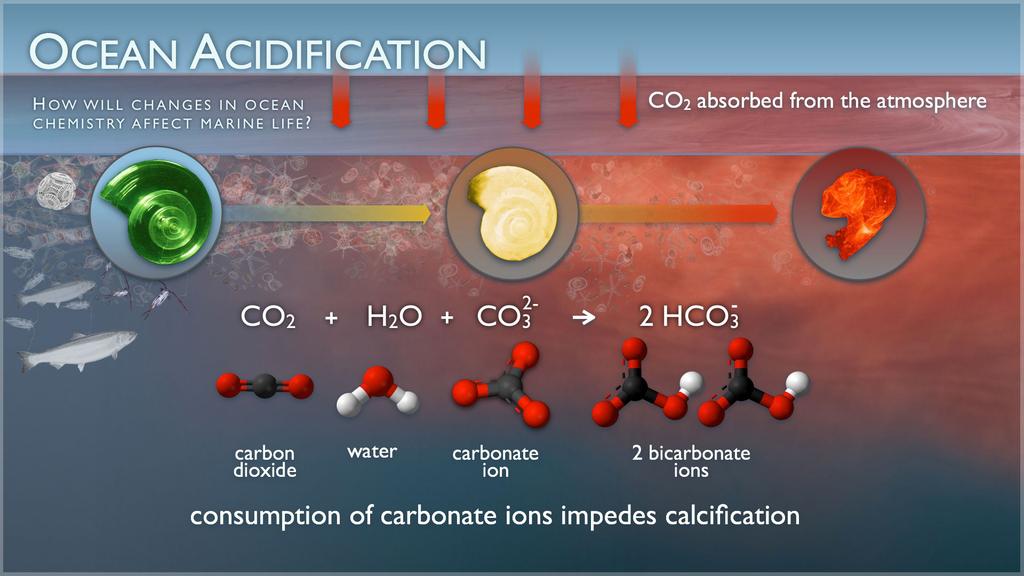 Ocean acidification Oceans absorb CO 2 from the atmosphere.