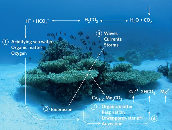 Ocean acidification Benthic coral reef calcium carbonate