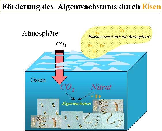 Fertilizing the ocean with iron reducing atmospheric CO 2 concentrations