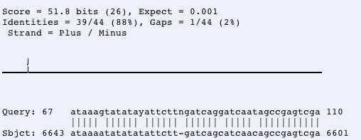 11 When searching for proteins through the Twinscan output, the first feature analyzed hit perfectly to tel1 when run on Blast against the nr database.