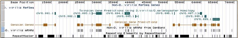 2 Genes: I first tried to identify genes using the Twinscan output on the Goose server within the UCSC genome browser format (Figure 3). The first gene predicted (chr6001.