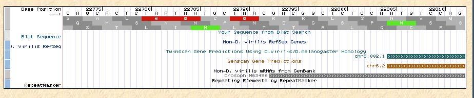 4 much more quickly by performing Blast2 with the D, melanogaster exons from Ensembl and my entire sequence (Figure 8).
