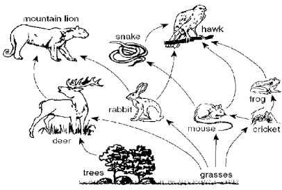 II. Food Chains and Food Webs Trophic refers to eating or nutrition. In a typical trophic relationship, one organism eats all or part of another organism.