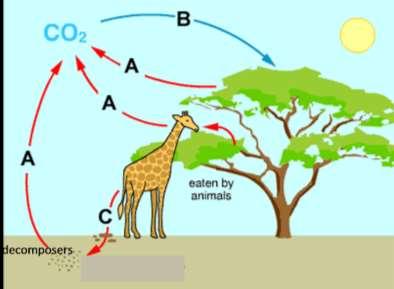 IV. Carbon Cycle and Energy Flow In this section, you will use your understanding of food webs, photosynthesis, cellular respiration and biosynthesis to analyze how carbon atoms and energy move in