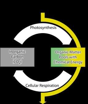 Organic molecules contain carbon atoms, and organic molecules can provide energy for the processes of life. Thus, carbon atoms and energy move together when a consumer eats organic molecules.