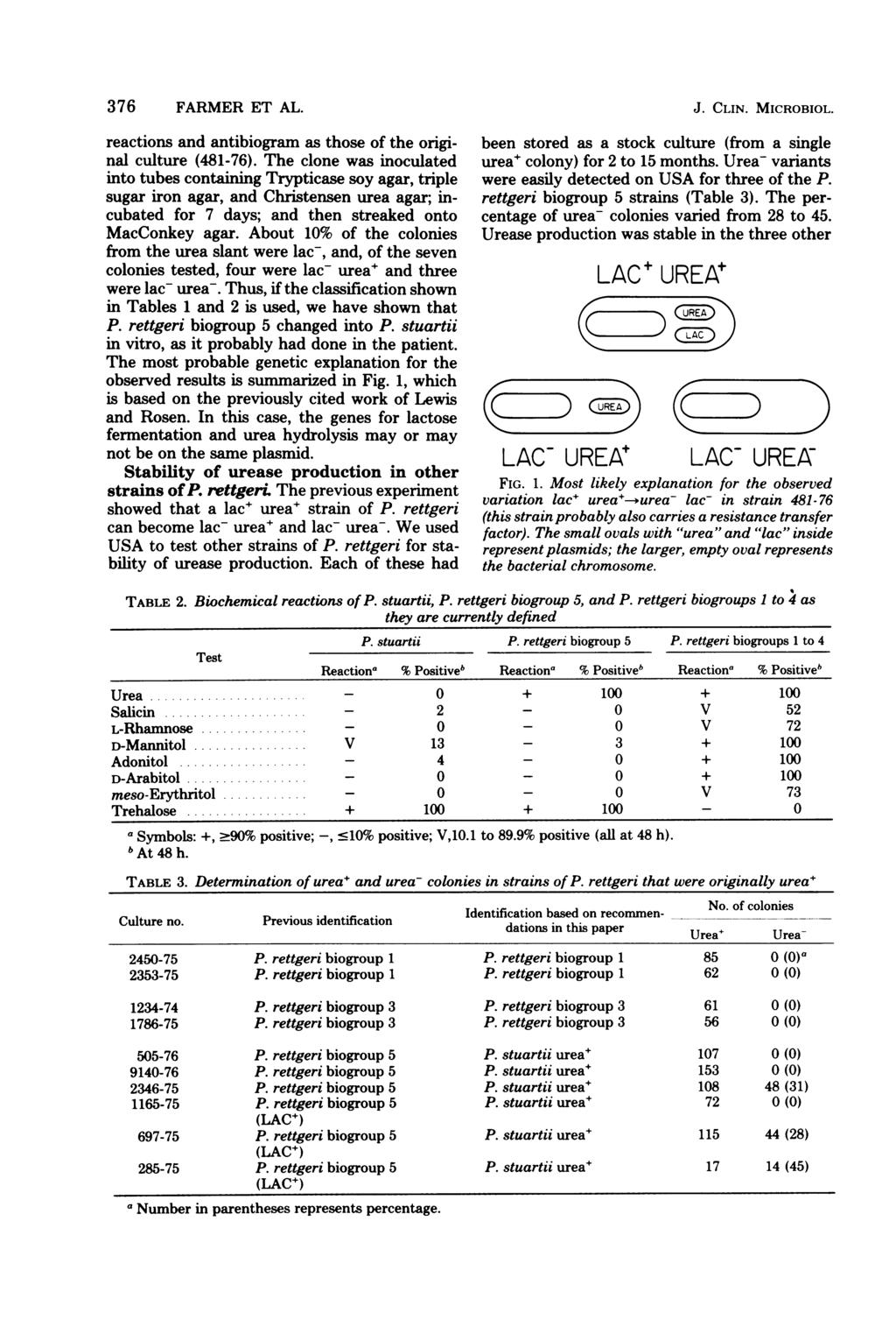 376 FARMER ET AL. reactions and antibiogram as those of the original culture (481-76).