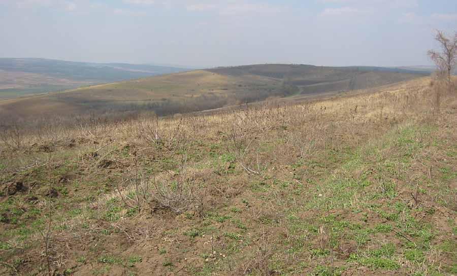 Without the BioCF A/R CDM projects, this pattern of land degradation would have continued in Moldova. Photo: Moldsilva CDM EB changes.