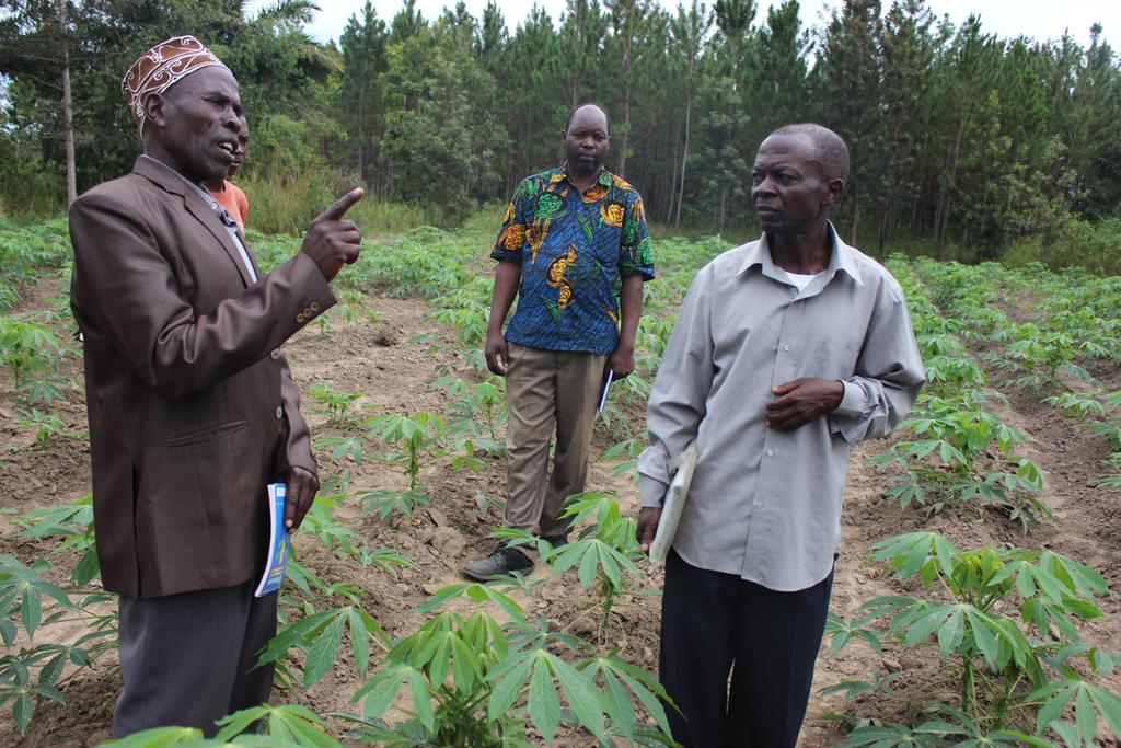 Tadeo Bembwa (right, in a grey shirt), a registered smallholder cassava seed multiplier in his newly established cassava multiplication farm in Kasambya Ward, Missenyi District in Kagera Region in