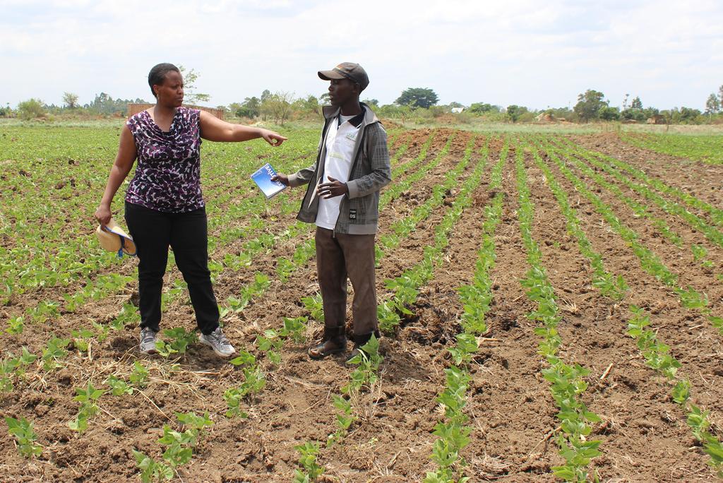 Mr. Tarasisi Pastory and Wangari Kiragu of Africa Harvest discuss bean seed multiplication principles in Tarasisi s Uyole Njano bean variety multiplication farm in Byamutemba Village, Ngenge Ward,