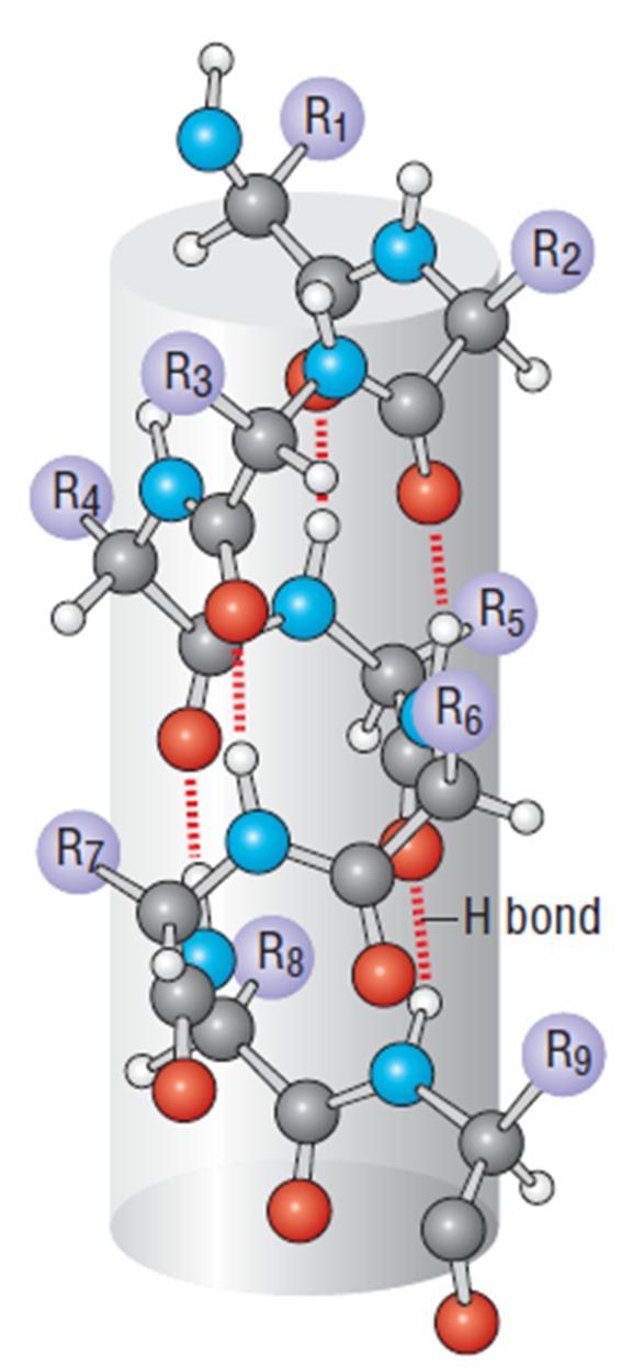 α- Helices Alpha helices are versatile cylindrical structures stabilized by a network of backbone hydrogen bonds between C=O and N H groups close together in the sequence.