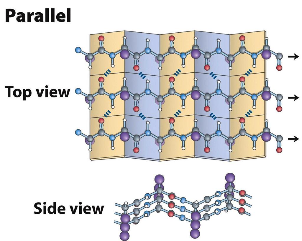 β- Sheets In parallel β-sheets, each strand is oriented in the same direction with peptide hydrogen bonds formed between