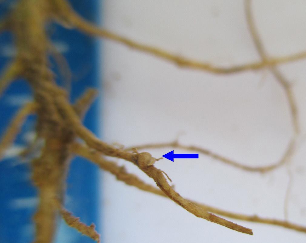 Figure 3a. Soybean root with numerous round nitrogen-fixing root nodules. Figure 3b. The interior of functional soybean root nodules (blue arrows) are bright pink. Figure 3c.