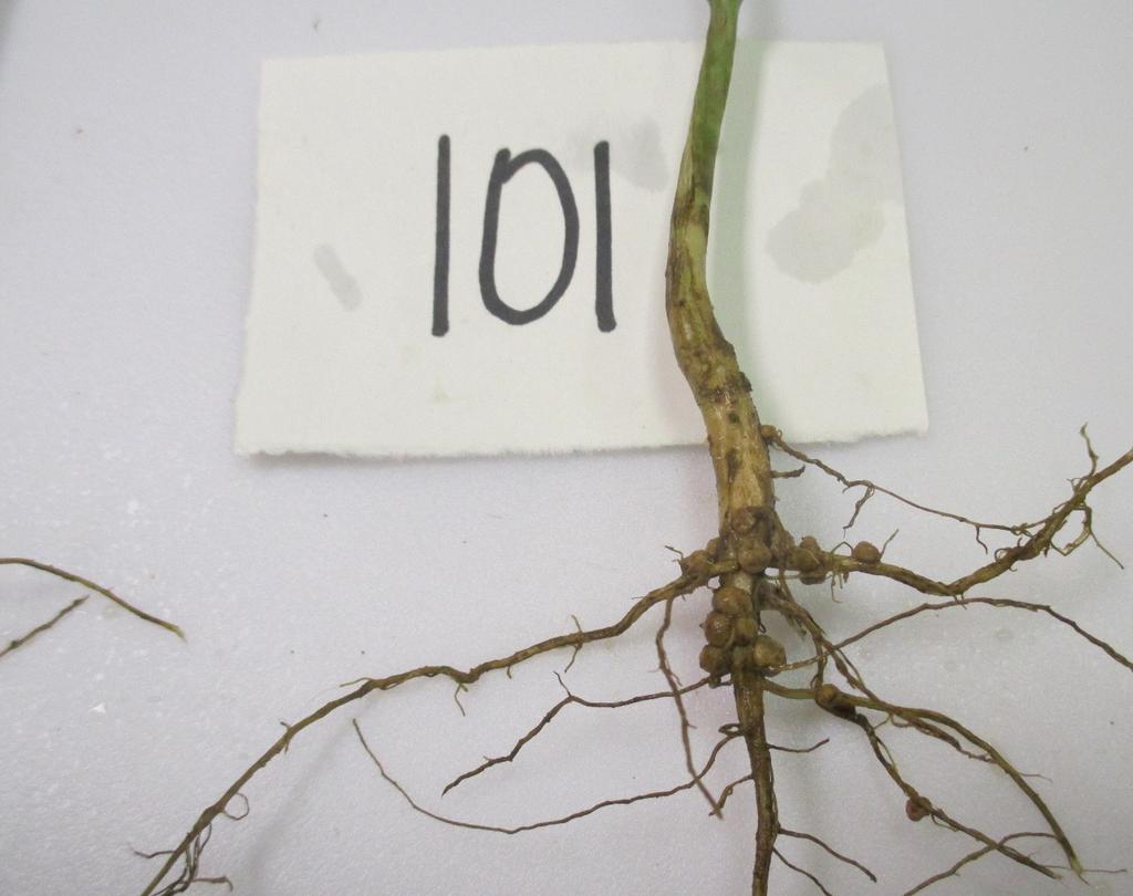 Deep seed placement delays emergence and increases the risk that the soybean seedling will not reach the soil surface.