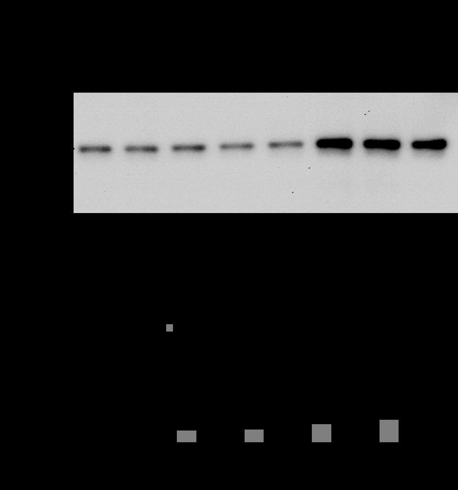 VIII. TYPICAL DATA Figure 1: Transcription factor activity assay of NF-κB p65 from nuclear extracts of HeLa cells or