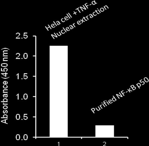 Fig. 3: Transcription factor activity assay of NF-κB p65 from nuclear extracts of HeLa cells treated with TNF-α and purified