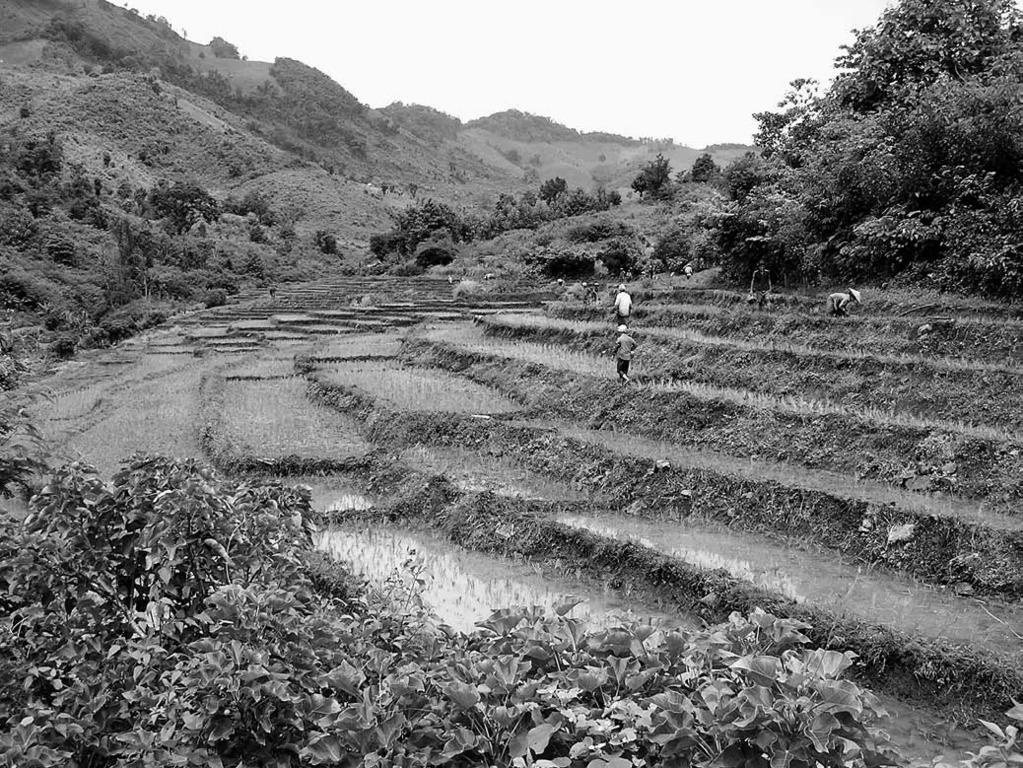 Research FIGURE 1 A montane paddy rice field in the study village of Hatxoua (Luang Prabang province) just after transplanting.
