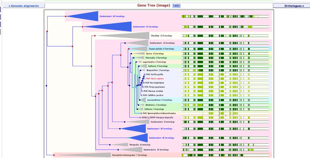 Viewing Trees in Ensembl Now let s click on Gene tree (image), which will display the current gene in the context of a phylogenetic tree used determine orthologues and paralogues