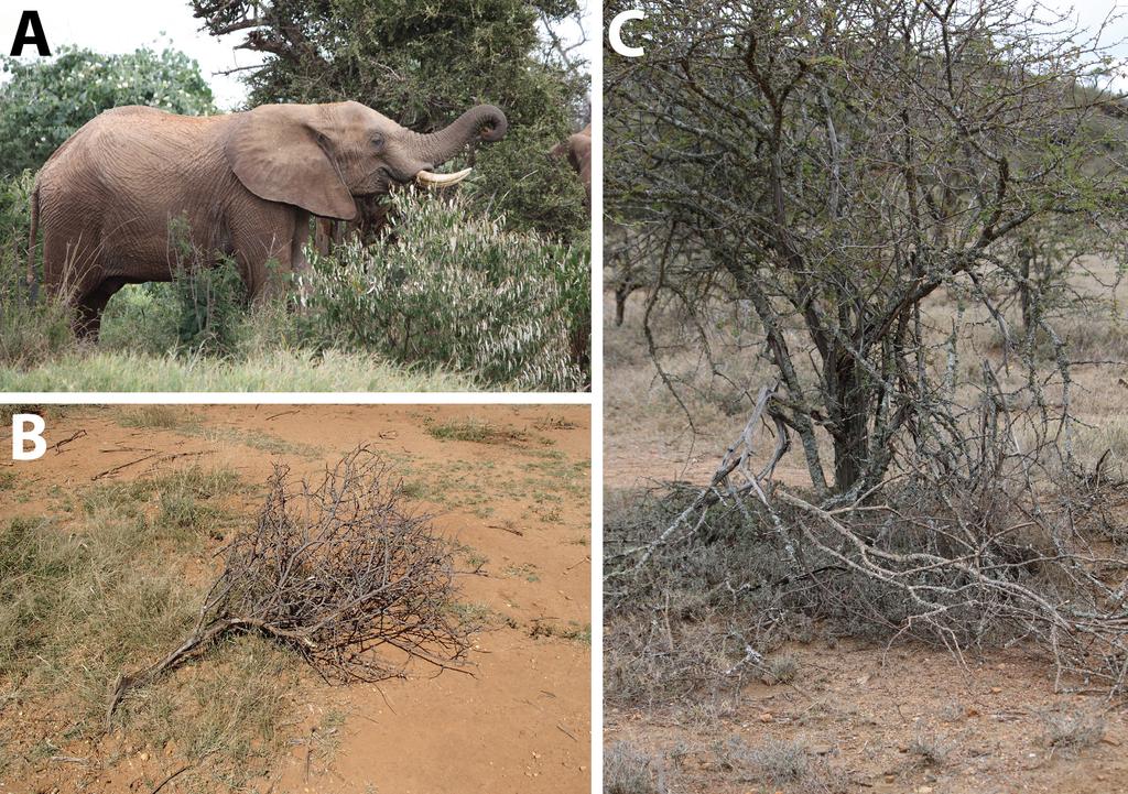 322 TYLER C. COVERDALE ET AL. Ecology, Vol. 97, No. 11 Fig. 1. Elephant damage and its consequences. (A) An adult elephant feeds on a Balanites glabra at Mpala Research Centre, Kenya.