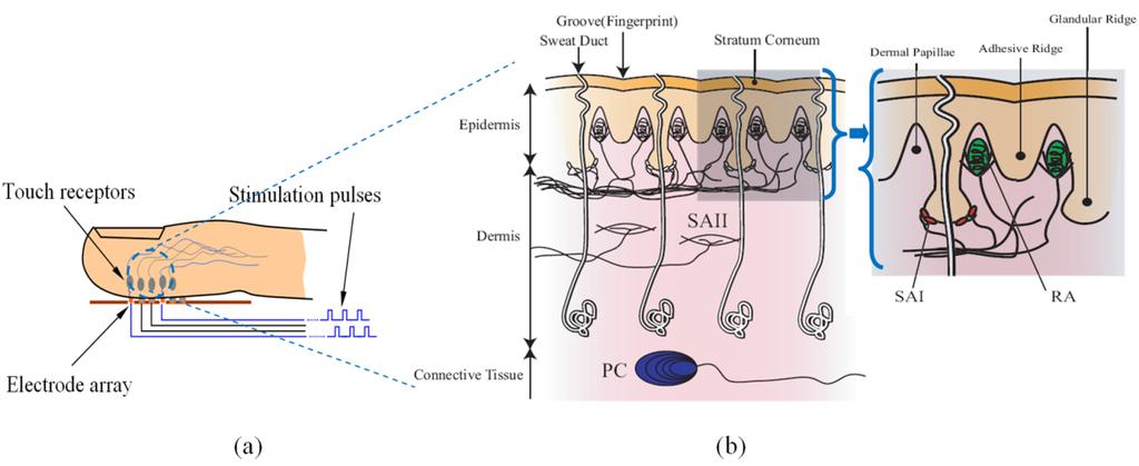 3. Dynamically Characterizing Bioimpedance of Fingertip Skin Through a Developed Constant Voltage Driver (CVD) Based Electrotactile Rendering System Project Summary: This research focuses on