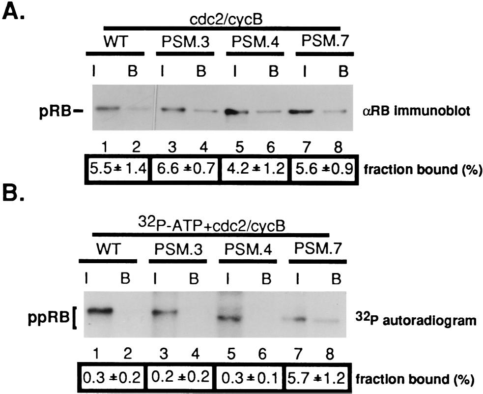 VOL. 17, 1997 REGULATION OF E2F BINDING TO RB 5775 FIG. 2. In vitro-phosphorylated PSM.7-LP binds to E2F-1. (A) PSM proteins bind to E2F-1 in vitro. Purified GST-LP proteins, WT (lanes 1 and 2), PSM.