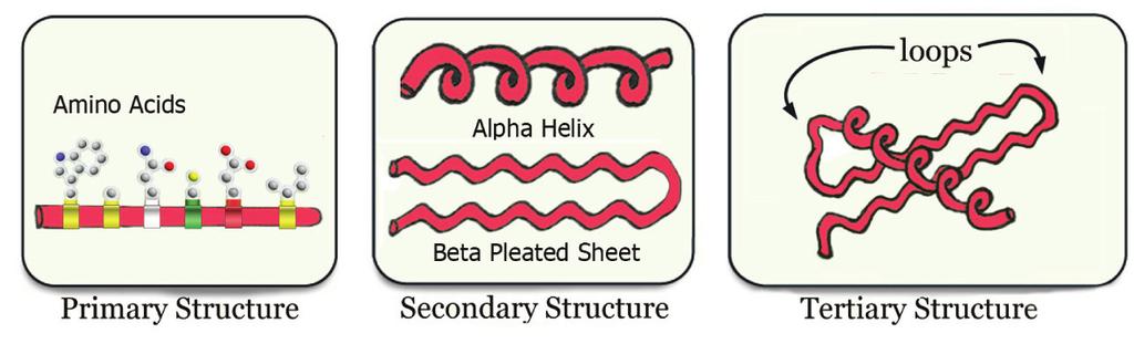 The final folded, 3D shape of your protein is called its tertiary structure. In this second protein-folding activity, you will learn about the secondary structure of proteins.