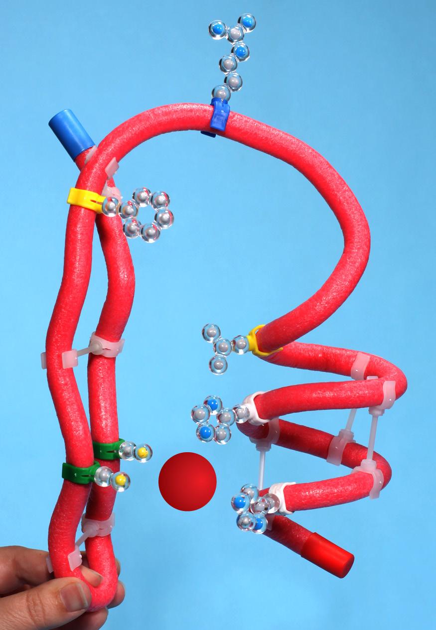 Folding a Toober Model of the Zinc Finger (continued) 3. Tertiary Structure Fold the beta sheet and alpha helix into the final tertiary structure of the zinc finger.