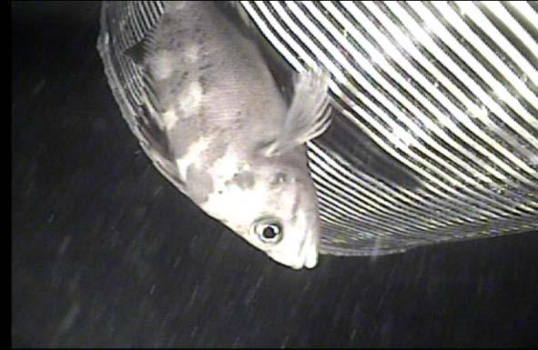 a) b) c) d) e) f) g) h) Figure ES-7: Photographs Taken during Wedgewire Screen Pilot Study with Pump Operating (Tenera, 2010) Notes: a) perch feeding on invertebrates on screen; b) rockfish swimming