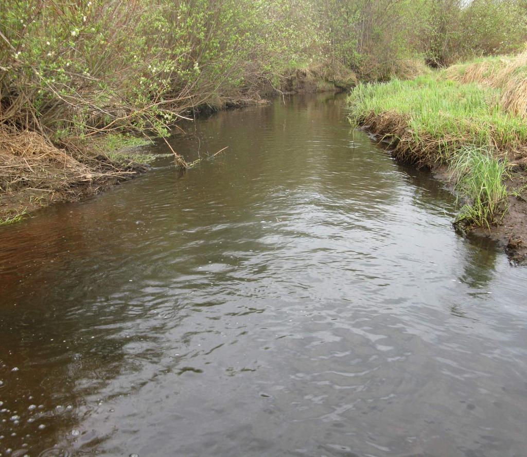 FISH SPAWNING HABITAT AND WETLANDS A key project objective is to create new fish spawning habitat in the daylighted.