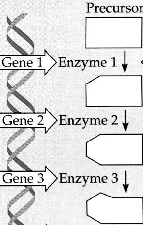 Can these studies tell us anything about the metabolic pathway responsible for biosynthesis of arginine?