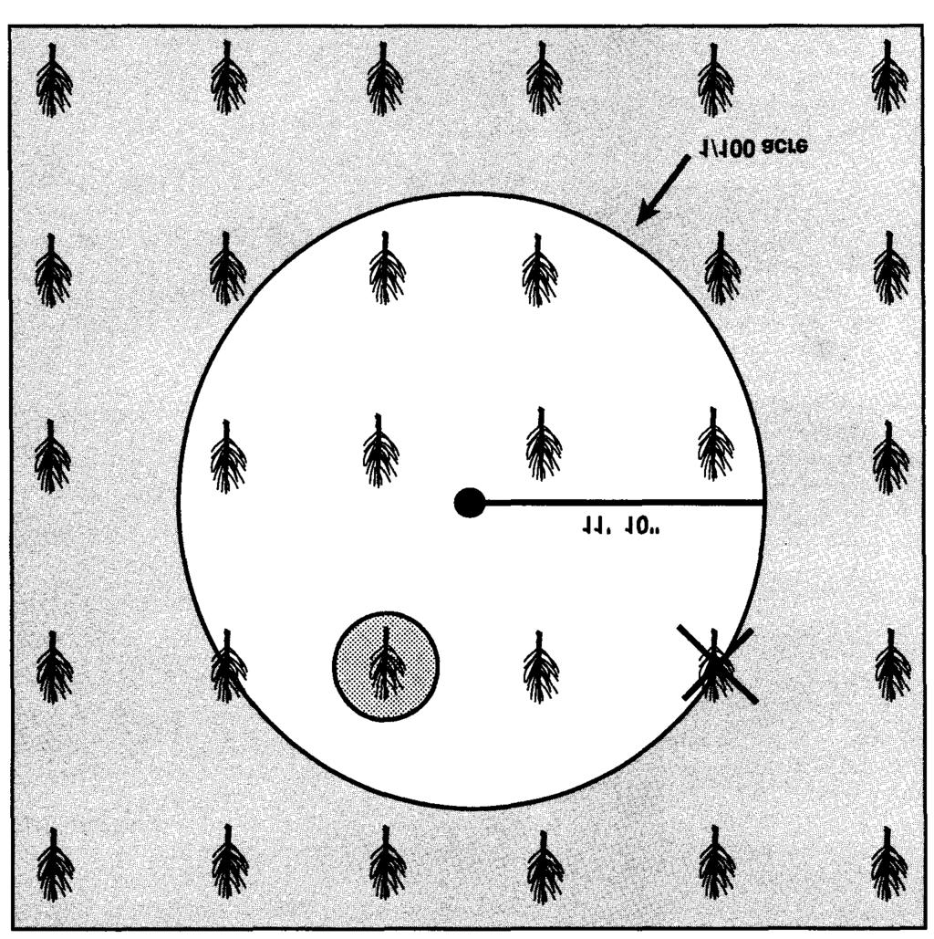 Figure 1. The circular plot technique for determining seedling survival. Stake an 11'10" rope into the ground. Walk around the circle and count every live and dead tree that falls within the circle.