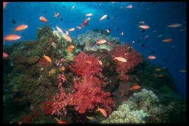 Coral reef ecosystems Coral reefs What are corals, what are reefs?