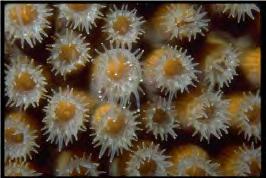 in the coral tissue Photosynthesizes: corals with