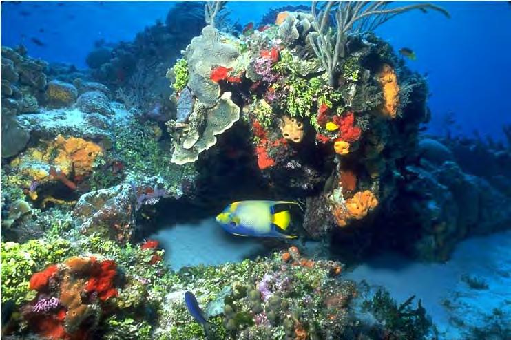 The most diverse marine habitat Nursery for