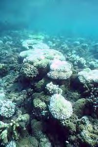 Coral bleaching A response to stress by the coral organism, in which it