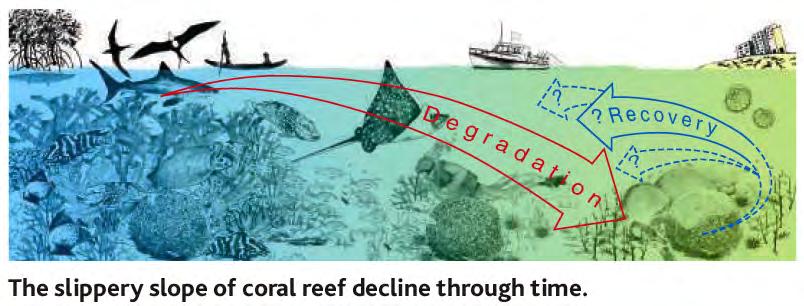 Coral turns white O6en linked to warmer temperatures, e.g.