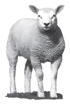 Q1. The picture shows a sheep that has been genetically modified to contain a human gene for making a human protein in its milk. The protein in its milk is a blood clotting substance called factor IX.