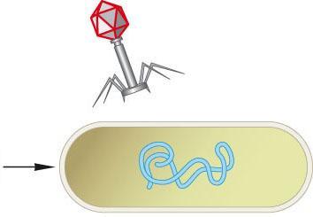 bacterium Virus DNA