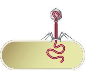 Labeled DNA being 