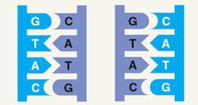 A A DNA molecule is double-stranded.