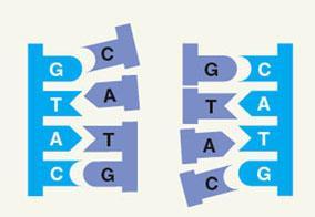 up according to base-pairing rules (G to C, T to A).