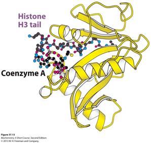 ATP-citrate lyase located in nucleus generates acetyl CoA that is used by histone acetyltransferases (HATS) to modify histones. HATs are components of coactivators or are recruited by coactivators.