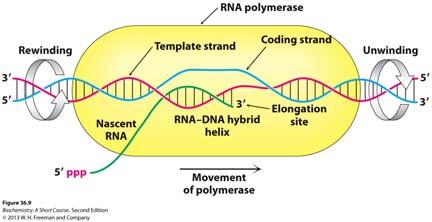 terminus Formation of an RNA hairpin ~10 ribonucleotides are added in 5 3 direction. falls off to core enzyme.