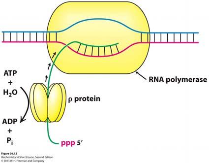 Prokaryote RNA Polymerase synthesizes mrna, trna and rrna Eukaryotes have three RNA Polymerases RNA Pol I: 18S, 5.8S, 28S rrna RNA Pol II: mrna RNA Pol III: trna, 5S rrna, small RNA Fig. 36.