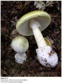 2 Amanita phalloides (death cap; destroying angel) activators can be allosterically regulated Repressors: regulatory proteins that bind DNA and repress transcription Repressors have many mechanisms